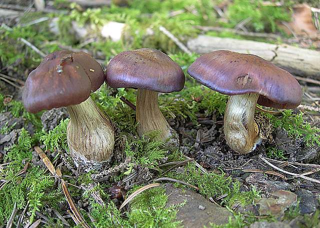 Cortinarius spec. Cod.:2899-07